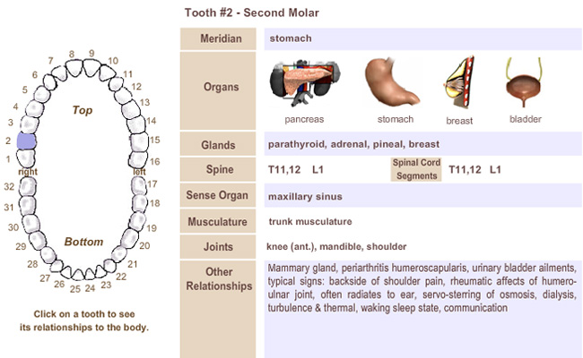 Meridian Tooth Chart link