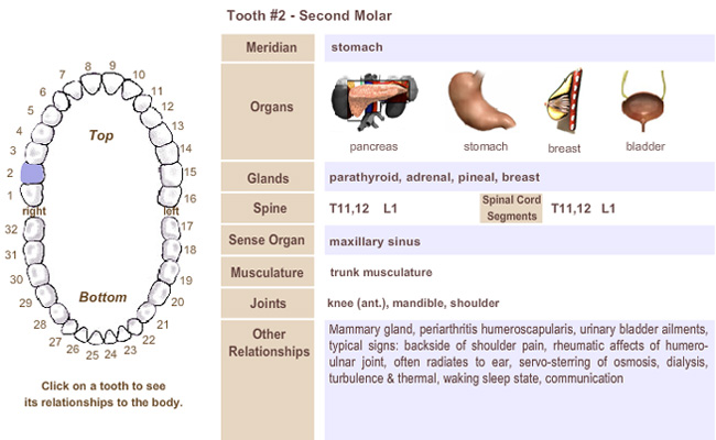 Holistic Dental Arts Meridian Tooth Chart Holistic Dental Arts Meridian Tooth Chart